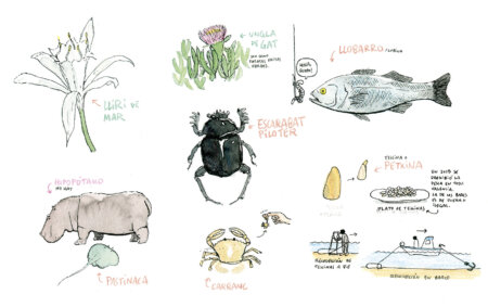 Watercolor print with beach animals of the Valencian Community and the Mediterranean Sea.