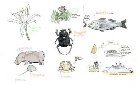 Drawing animalets of the original beach