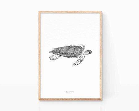 Immagine con l'illustrazione di una tartaruga marina caretta caretta. Stampa di animali marini in via di estinzione. Mediterraneo, Atlantico