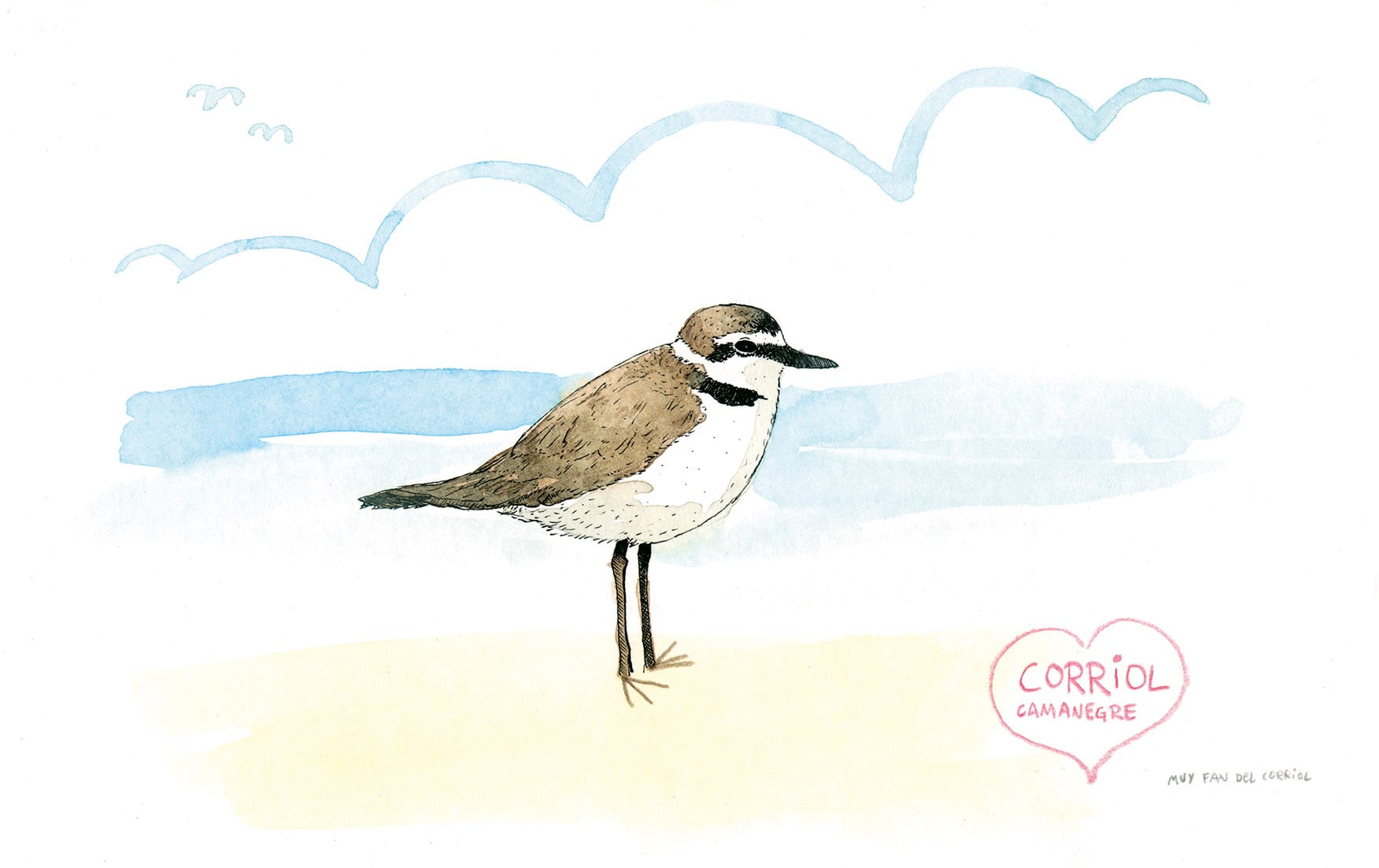 Watercolor illustration of a Patinetgro Plover on the beach of Oliva, Valencia, Spain.