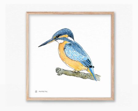 Drawings and photos of nature. Illustration in watercolor of the Common Kingfisher Martin bird (Blavet - Alcedo atthis). Picture with print for framing.