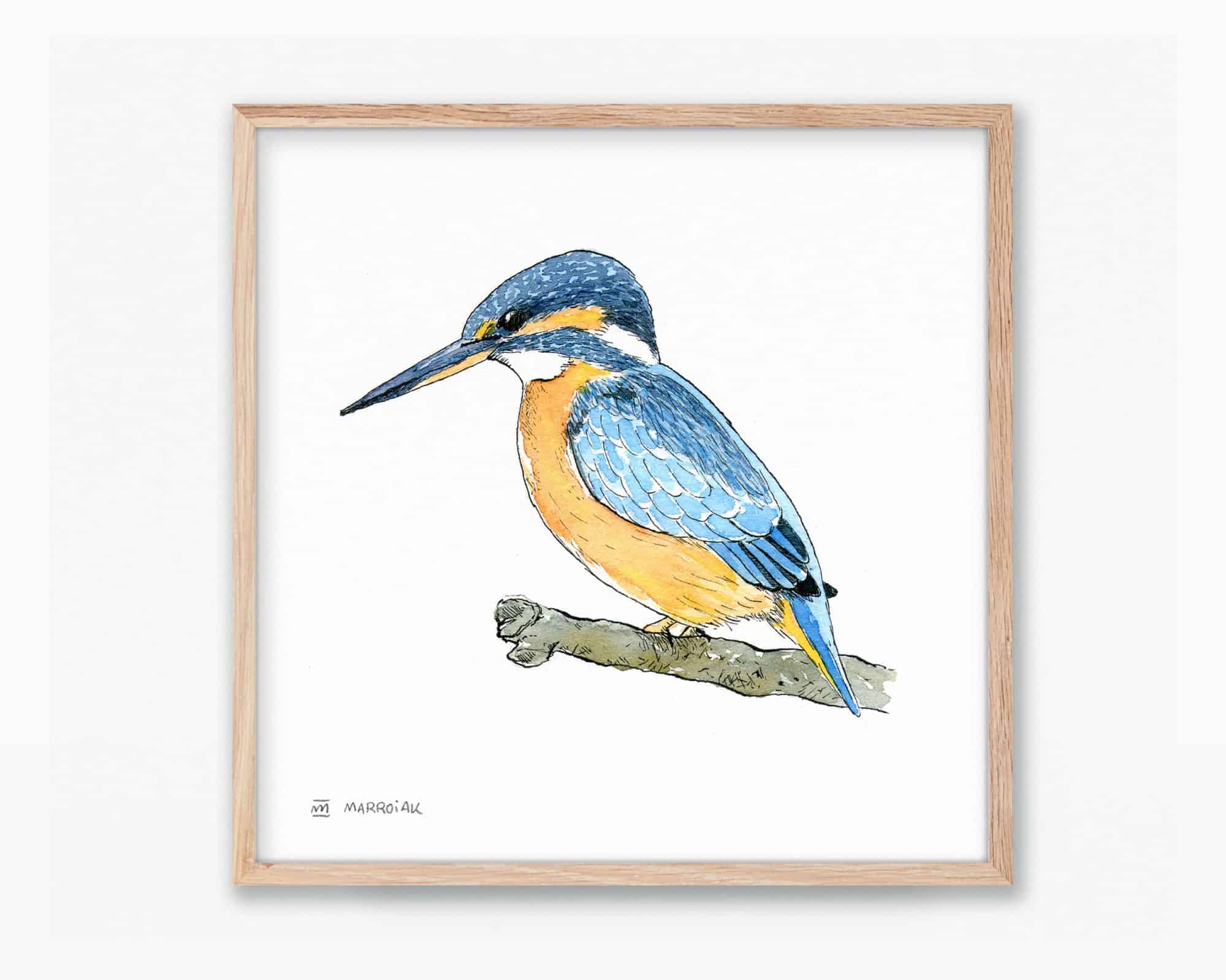 Disegni e fotografie naturalistiche. Illustrazione ad acquerello di un martin pescatore comune (Blavet - Alcedo atthis). Stampa pronta per essere incorniciata.