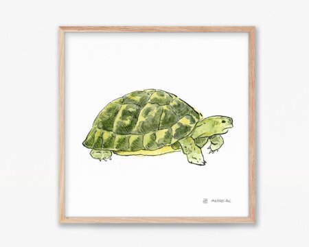 地中海の亀の模様の水彩画