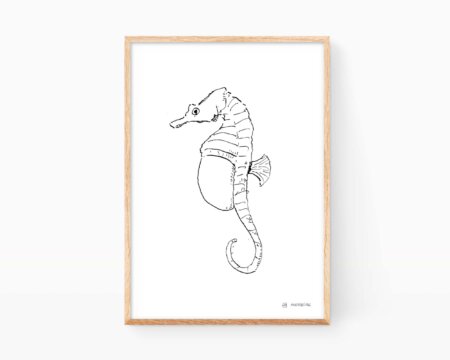 Illustration seahorse (Hippocampus). Black and white drawing