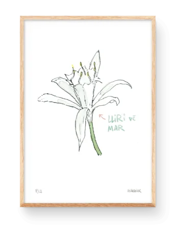 Lamina decorativa con un dibujo acuarela de la flor azucena de mar. Ilustración de Marroiak