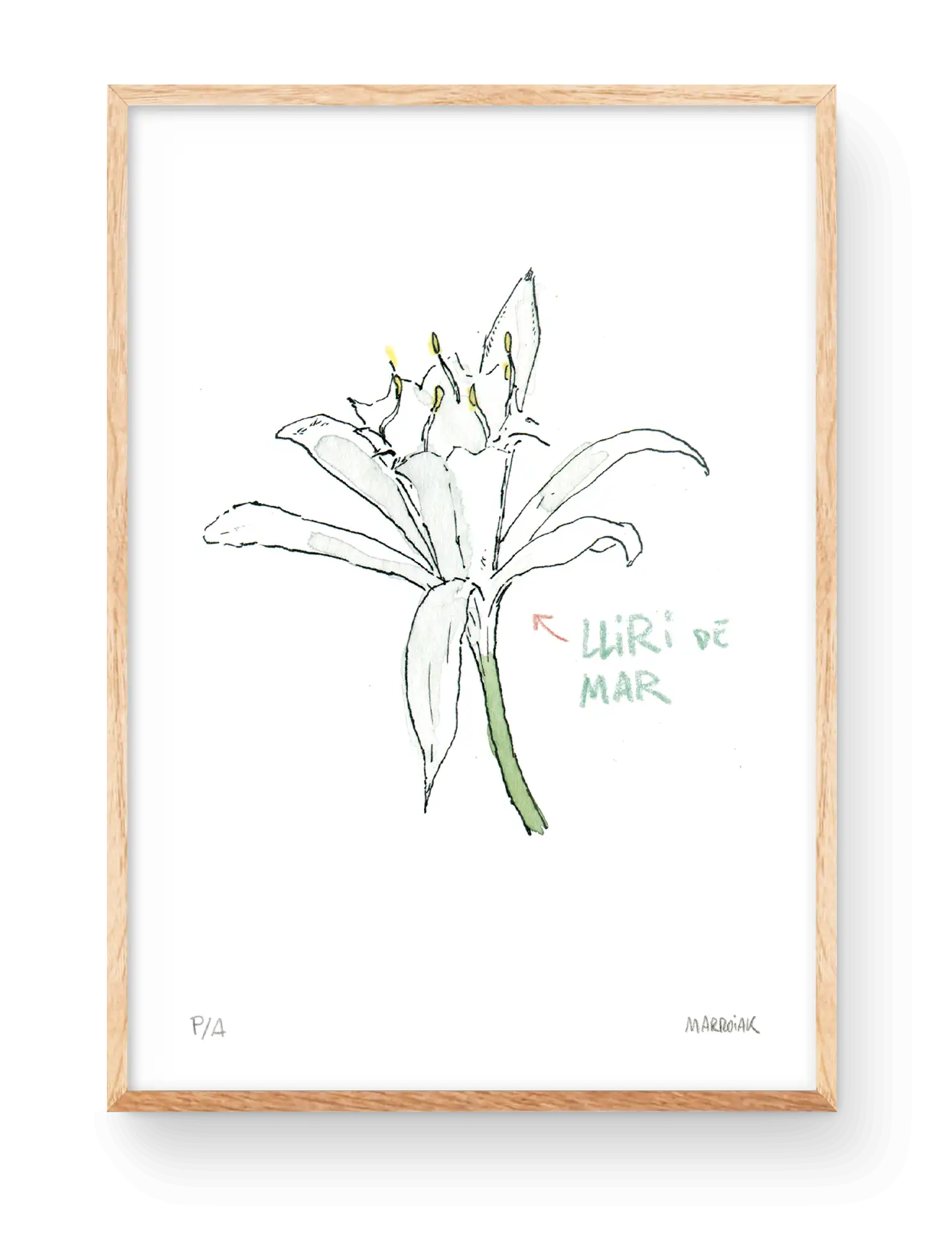 Stampa decorativa con un disegno ad acquerello del fiore di narciso marino. Illustrazione di Marroiak