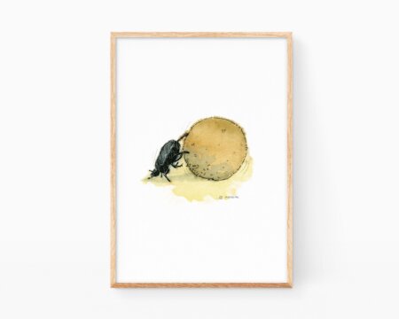 Immagine con l'illustrazione di un tipico pilota di escarabat delle dune costiere di Valencia e La Safor.