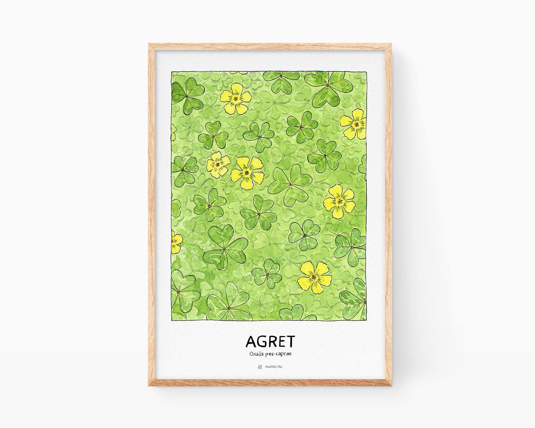 Disegno aspro, aspro o aspro (Agret in valenciano). Stampa con illustrazioni di piante e fiori. Quadro decorativo da incorniciare con un disegno ad acquerello di un tappeto di oxalis-pes-caprae, tipico degli agrumeti di Valencia. Stampe botaniche.