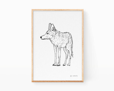 Stampa in bianco e nero di un coyote (Canis latrans)