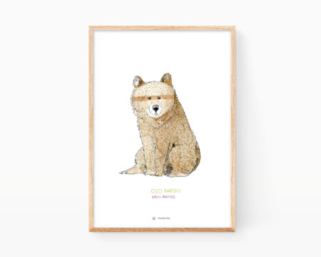 Orso bruno (Ursus arctos)
