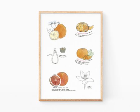 Decorative kitchen decor with a watercolor drawing of varieties of oranges from the Valencian Community.