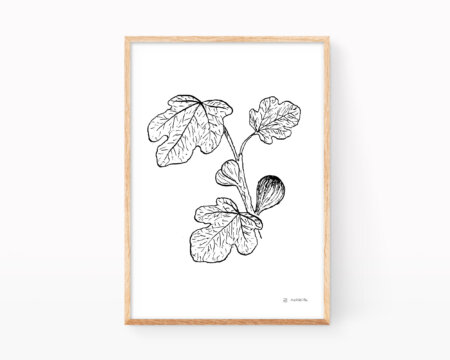 Illustrazione botanica in bianco e nero di un ramo di fico.