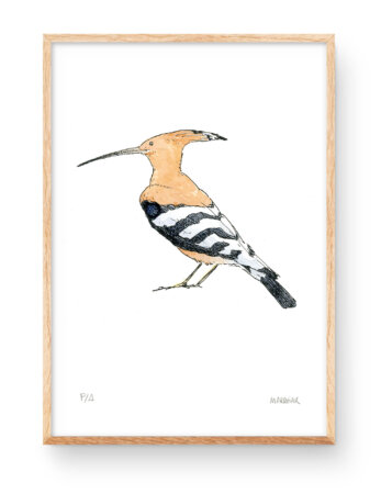 Lámina dibujo Paput (abubilla) en acuarela. Ilustraciones de aves de la naturaleza