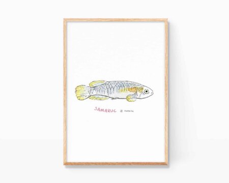 Stampa decorativa con illustrazione ad acquerello di un pesce samaruc (Valencia hispánica), endemico della Comunità Valenciana. Stampe con soggetti animali e naturalistici, ideali da incorniciare.