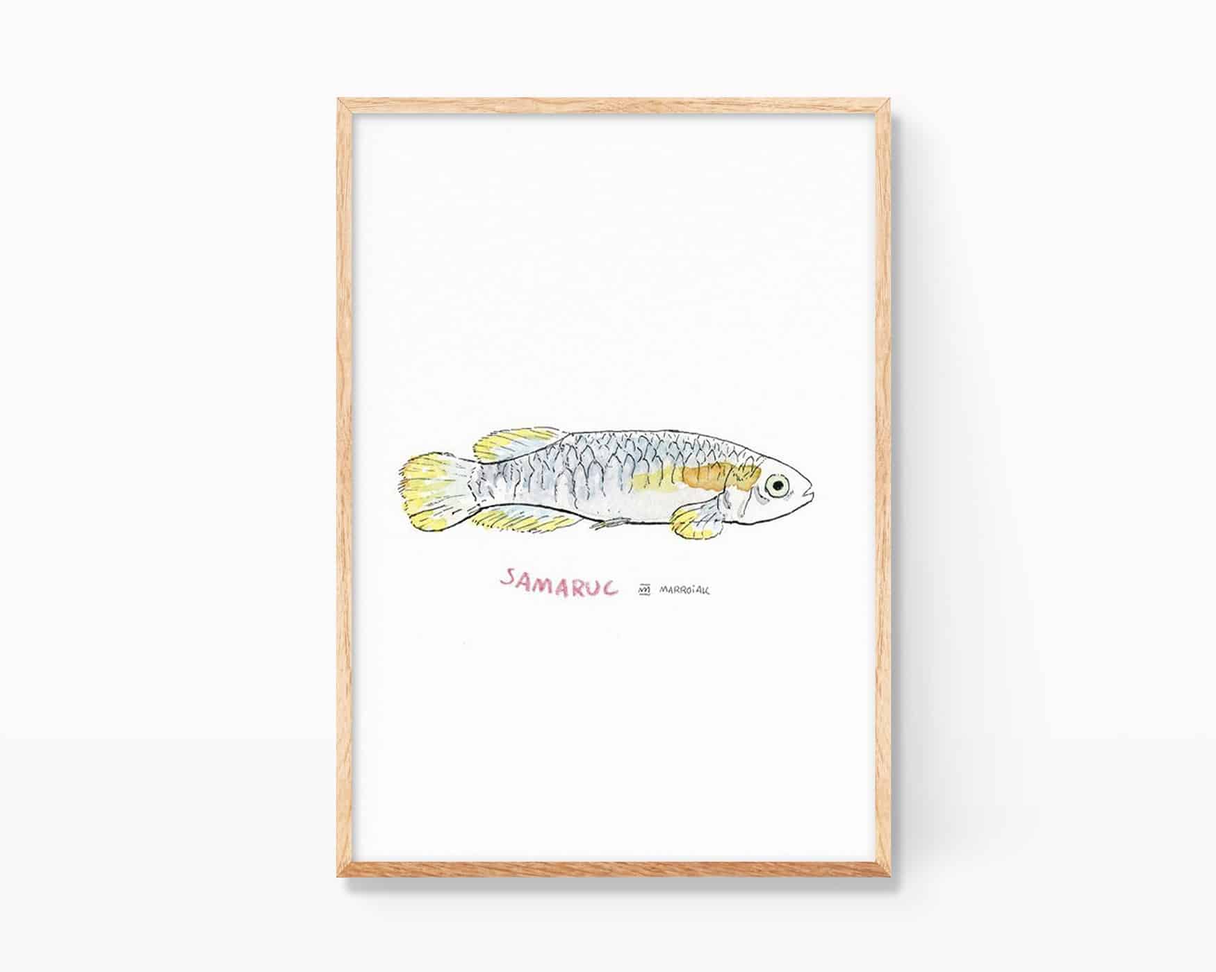 Stampa decorativa con illustrazione ad acquerello di un pesce samaruc (Valencia hispánica), endemico della Comunità Valenciana. Stampe con soggetti animali e naturalistici, ideali da incorniciare.