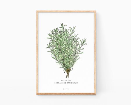 Decorative picture for framing with a watercolor drawing of a rosemary bouquet. Prints of plants for kitchen. Minimalist and handmade botanical designs.