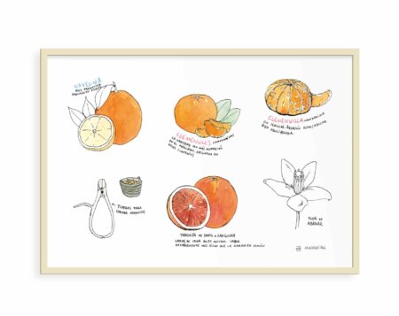 Lámina decorativa para cocinas con un dibujo de diferentes variedades de naranjas de Valencia. Ilustración en tinta y acuarela sobre papel