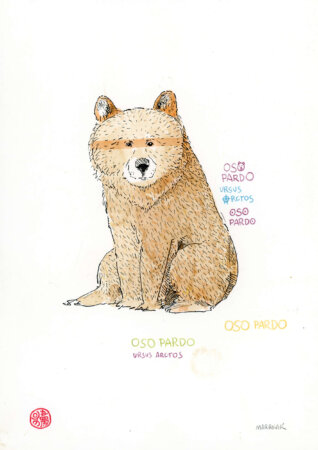 oso pardo acuarela original en subasta