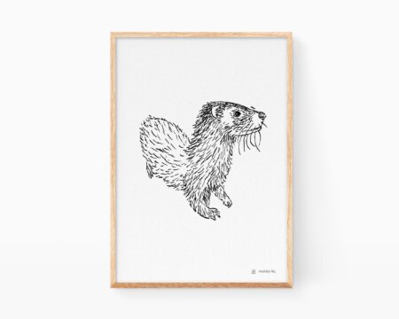 Stampa con disegno di una lontra. Illustrazioni naturalistiche della Comunità Valenciana e della Spagna. Immagini in bianco e nero.