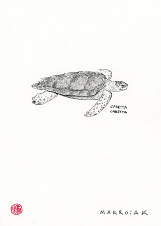 Disegno originale a inchiostro della tartaruga caretta (Caretta caretta)